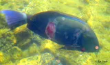 Ringtail Surgeonfish, photographed in Hawaii