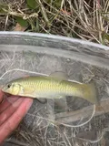 Seminole Killifish, photographed in Florida