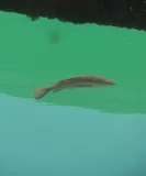 Colorado Snapper, photographed in Puntarenas
