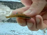 Brook Darter, photographed in Missouri