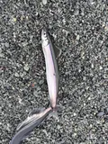 Capelin, photographed in Newfoundland and Labrador