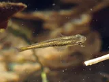 Largespring Gambusia, photographed in Texas