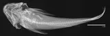 Rough Sculpin, photographed in California