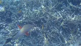 Humpback Red Snapper, photographed in Papua Barat