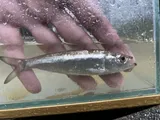 Skipjack Shad, photographed in Kentucky