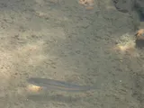 Spotfin Chub, photographed in North Carolina