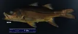 Fat Snook, photographed in Florida