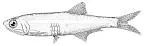 Slough Anchovy, photographed in California