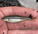 Flame Chub, photographed in Tennessee