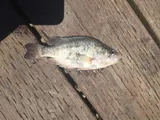 Sacramento Perch, photographed in California