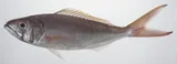 Ironjaw, photographed in Zambales