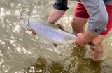 Lake Trout, photographed in Michigan