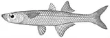 Tidewater Silverside, photographed in Florida