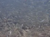 Redear Herring, photographed in Florida
