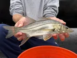 Swordspine Snook, photographed in Florida