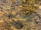 Coastal Roach, photographed in California