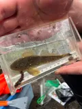 Prickly Sculpin, photographed in British Columbia