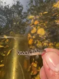 Fat Sleeper, photographed in Florida