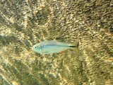 Mexican Tetra, photographed in Texas