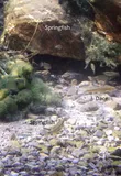 Moapa Dace, photographed in Nevada