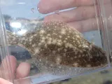 Summer Flounder, photographed in North Carolina