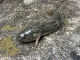 Longjaw Mudsucker, photographed in California