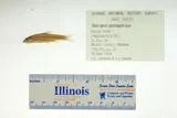 Orangefin Shiner, photographed in Alabama