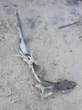 Dusky Smooth-hound, photographed in Delaware