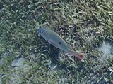 Mutton Snapper, photographed in Fort-de-France