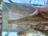 White Sucker, photographed in Ohio