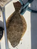 Southern Flounder, photographed in South Carolina