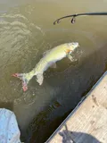 Shorthead Redhorse, photographed in Québec