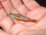 Bandfin Darter, photographed in Tennessee