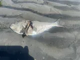 Atlantic Menhaden, photographed in North Carolina