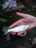 Ide, photographed in Tatarstan