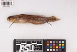 Channel Darter, photographed in Oklahoma