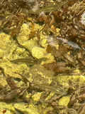 Mangrove Gambusia, photographed in Florida
