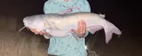 Blue Catfish, photographed in Texas