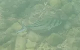 Roosterfish, photographed in Baja California Sur