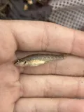 Orangethroat Darter, photographed in Missouri