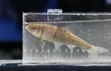Common Shiner, photographed in Wisconsin