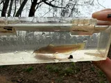 Margined Madtom, photographed in North Carolina