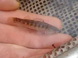 Goldstripe Darter, photographed in Mississippi