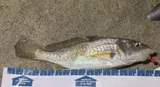 Atlantic Croaker, photographed in South Carolina