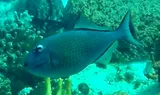 Sargassum Triggerfish, photographed in Quintana Roo
