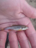 Yellowfin Shiner, photographed in South Carolina
