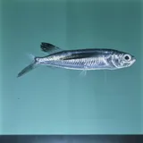 Sailfin Flyingfish