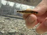 Gilt Darter, photographed in Kentucky