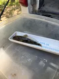 Prickly Sculpin, photographed in California