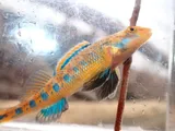 Blueside Darter, photographed in Tennessee